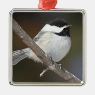 Métallique Ornement de Chickadee