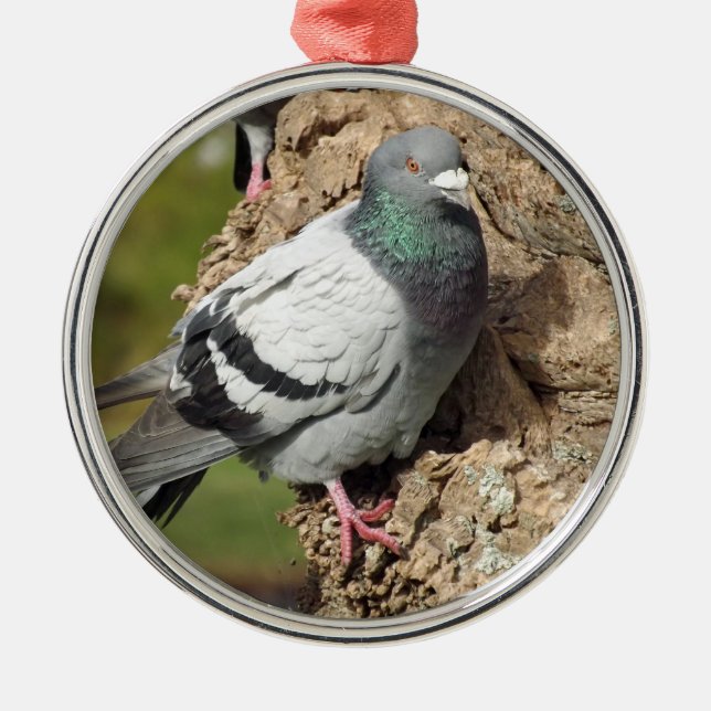 Métallique Ornement de pigeon (Devant)