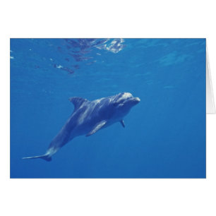 Mexique, Cozumel. Dauphin à gros nez