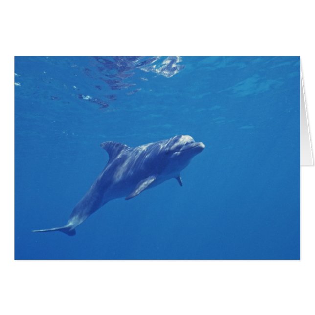 Mexique, Cozumel. Dauphin à gros nez (Devant horizontal)