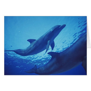 Mexique, Cozumel. Dauphin à gros nez, Tursiops