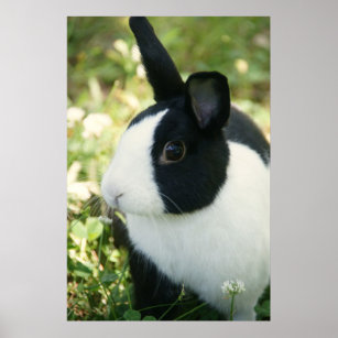 Lapin Noir Et Blanc Posters Affiches Zazzle FR