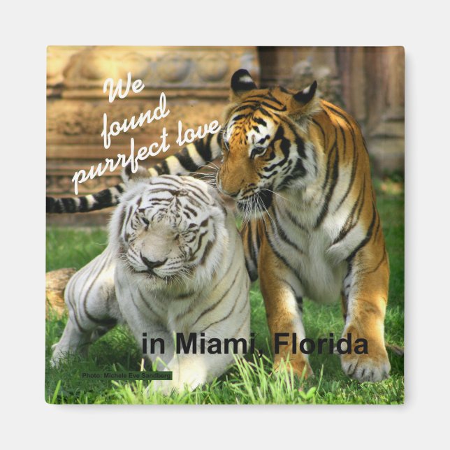 Miami Floride Purrfect Love Tiger Fridge Magnet (Devant)