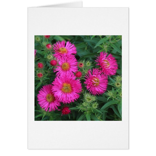 Michaelmas Daisies (Devant)