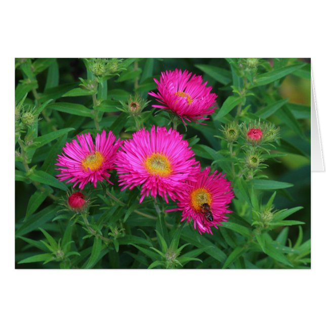Michaelmas Daisies et Bee (Devant horizontal)