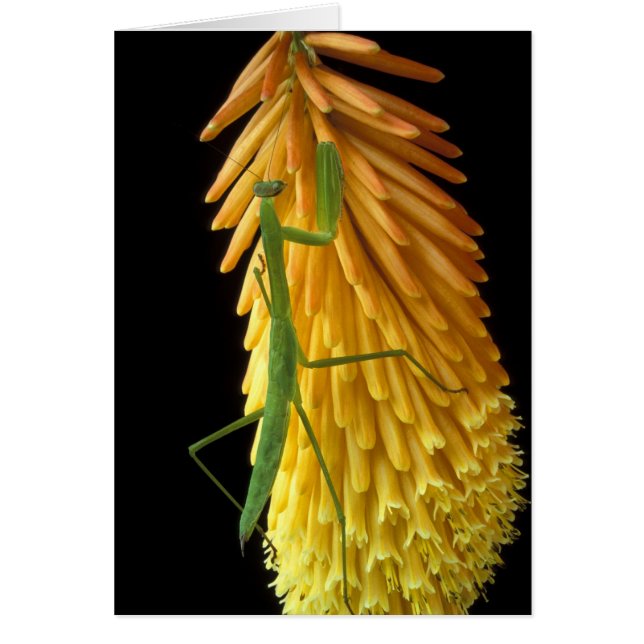 Michigan, Rochester Hills. Priez Mantis sur le rou (Devant)