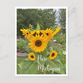 Michigan Summer Sunflower Carte postale
