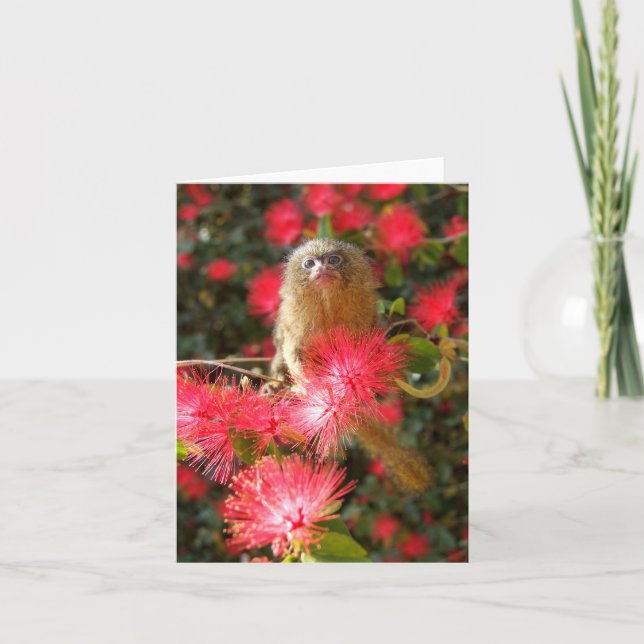 Mico dans les cartes pour notes "sauvages" (Devant)