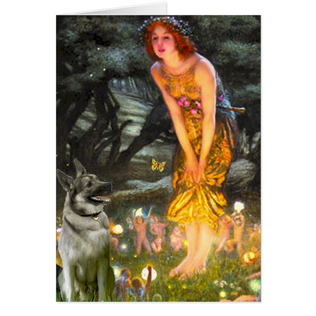 MidEve - Norvégien Elkhound (Devant)