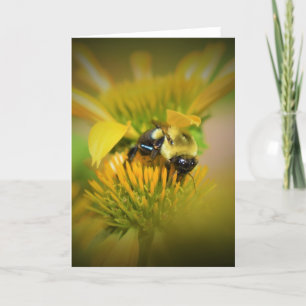 Miel Abeille Sur Coneflower, carte