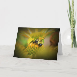 Miel Abeille Sur Coneflower, carte