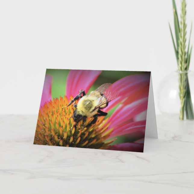 Miel Abeille Sur Coneflower, carte (Devant)