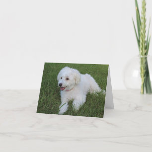 mignon chien blanc moelleux sur une carte