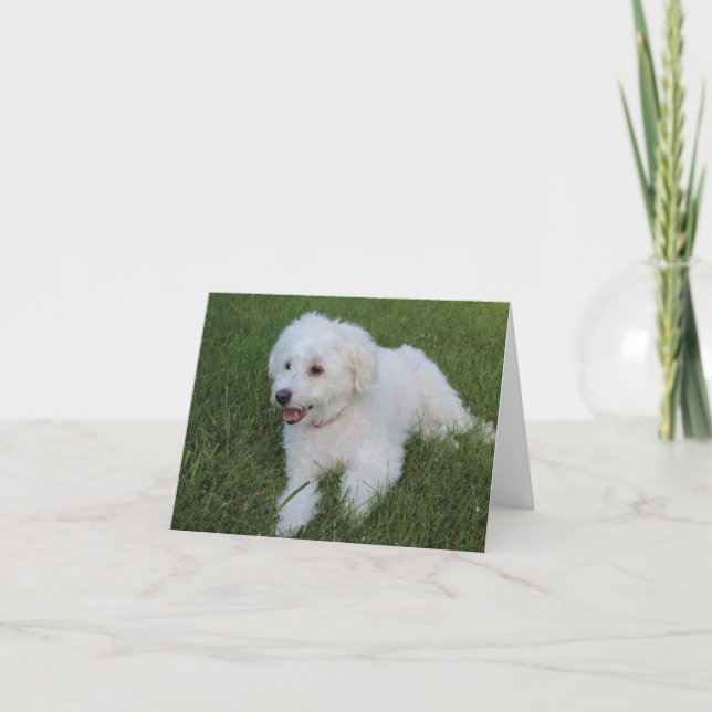mignon chien blanc moelleux sur une carte (Devant)
