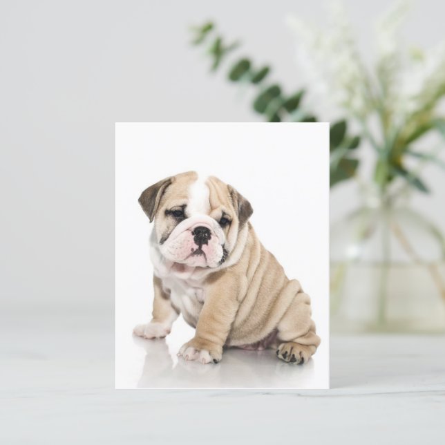 Mignon chiot bouledogue Triste (Debout devant)