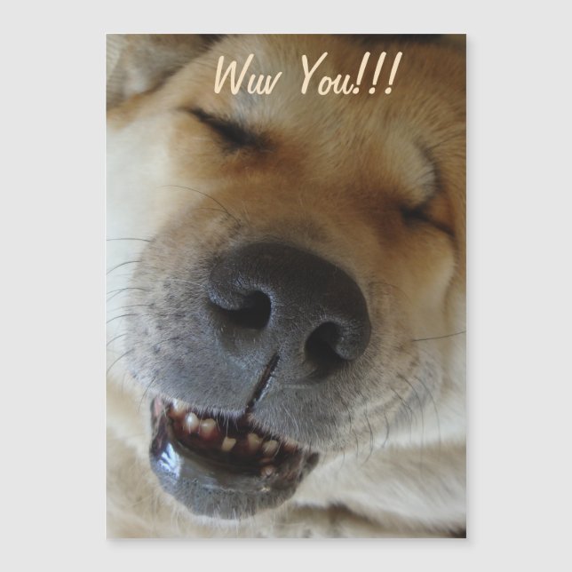 mignonne akita sourire drôle chien amour (Devant)