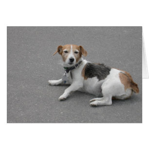 Mignonne Beagle Mongrel