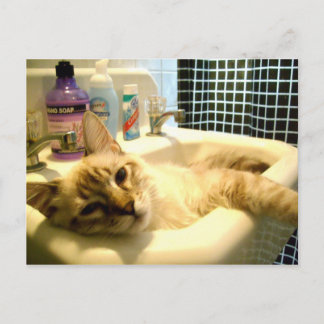 mignonne dans le lavabo Carte postale