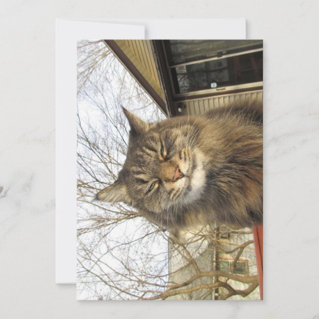 Mignonne Maine Coon Kitty Si Heureux (Devant)