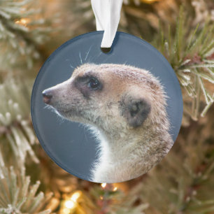 Mignonne Meerkat Circulaire de Noël