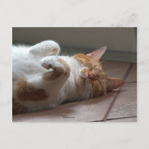 Mignonne orange chat dormir Carte postale