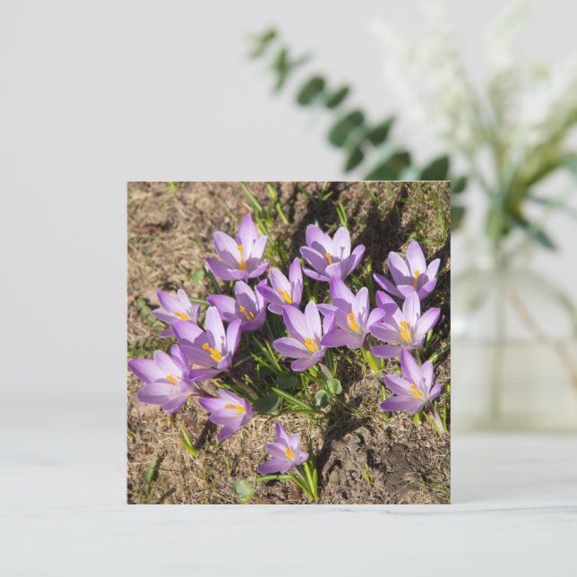 Mignons crocus de printemps (Debout devant)