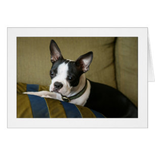 Miley le Chiot de Boston Terrier