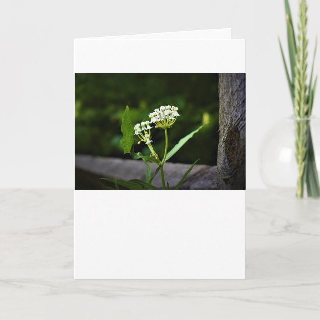 Milkweed, carte (Devant)