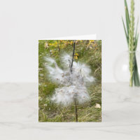 Milkweed | Papillon |