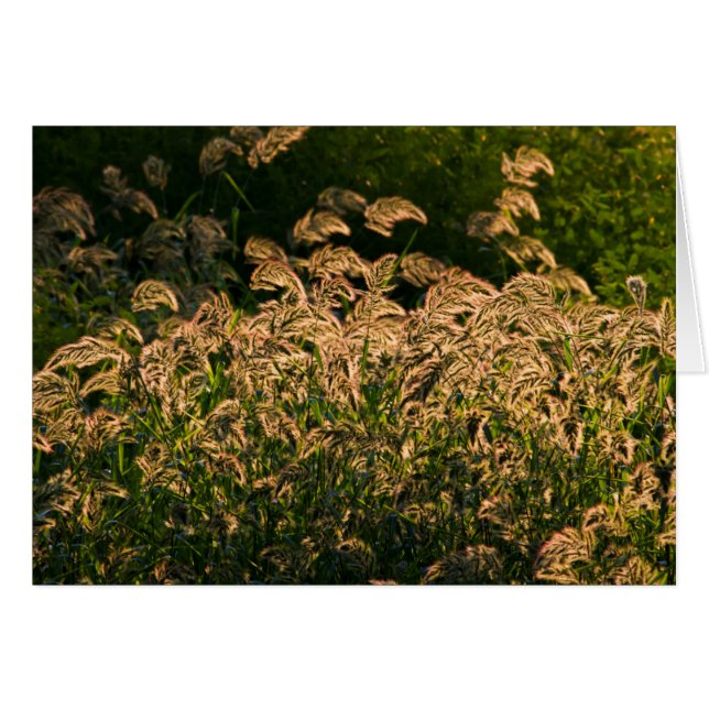 Millet sauvage (Panicum Sp.) poussant dans une zon (Devant horizontal)