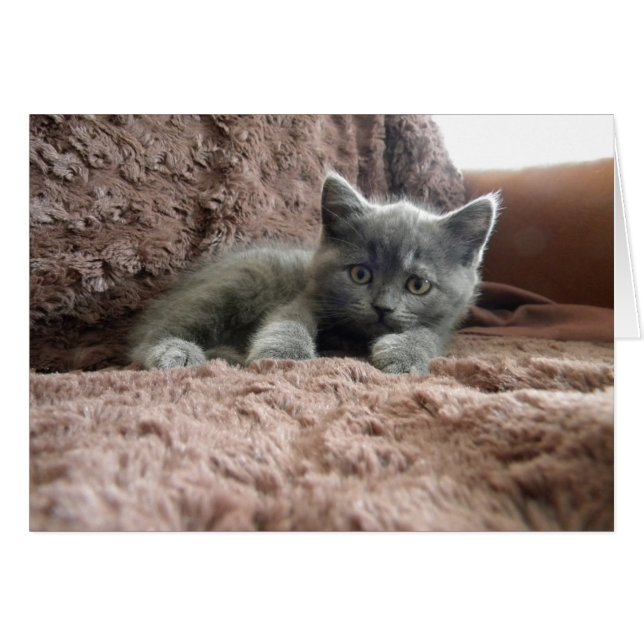 Milo Piddlewhiskies (Devant Horizontal)