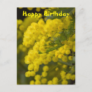 mimosa en fleur carte postale