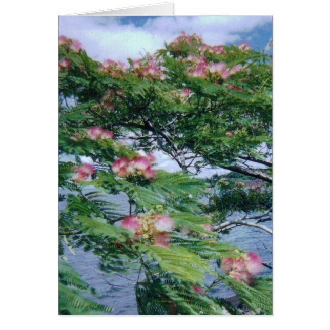 Mimosa fleurit et vue sur l'eau (Devant)