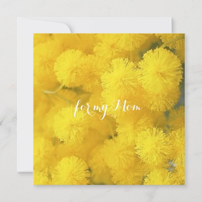 Mimosa. Fleurs de printemps jaunes. (Devant)