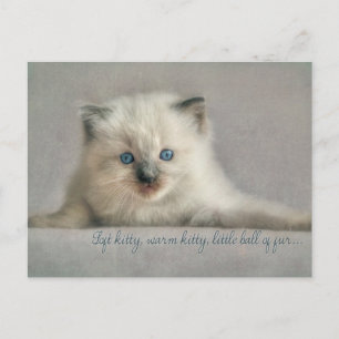 Mince chatte molle, carte postale