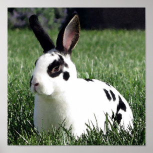 Mini affiche de lapin de Rex