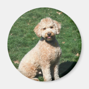 Mini aimant de chiot de Goldendoodle