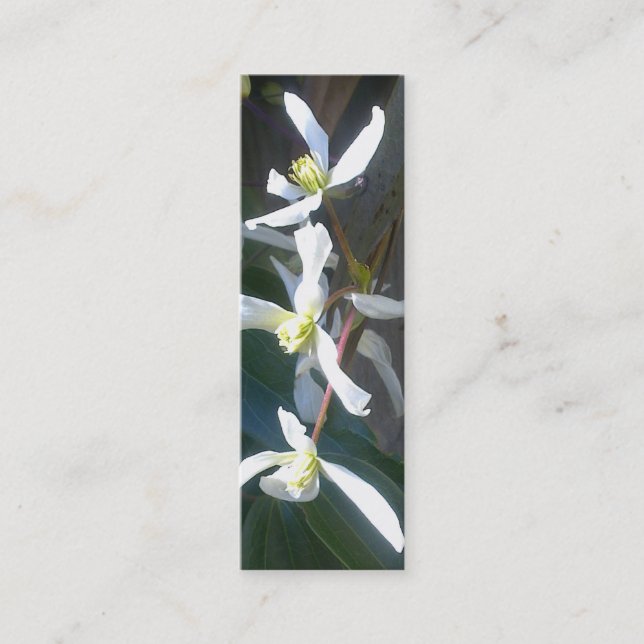 Mini Carte de visite de signet de fleur d'Armandii de (Devant)