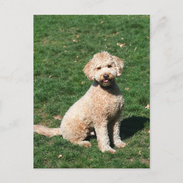 Mini Goldendoodle chiot carte postale (Devant)
