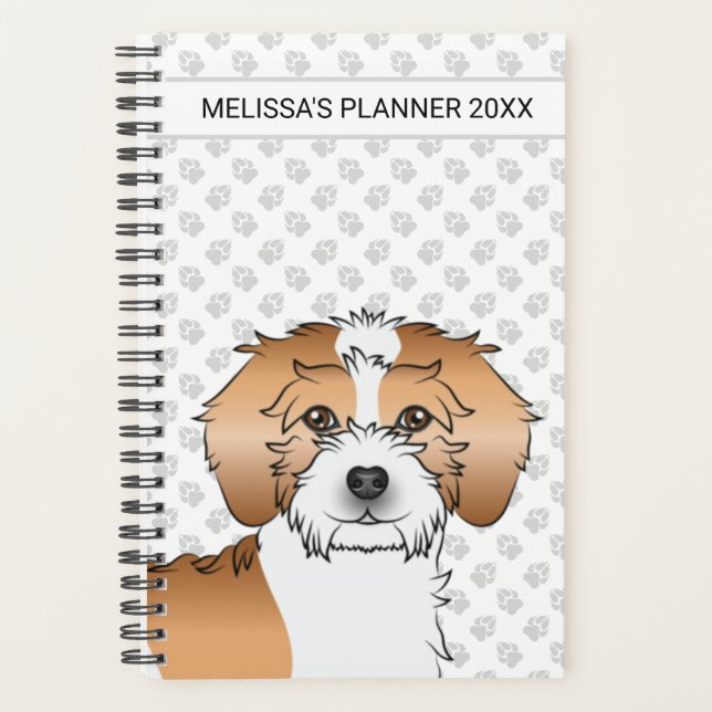 Mini Goldendoodle couleur abricot parti-color (Devant)