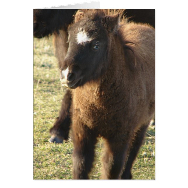 Mini Horse Foal (Devant)