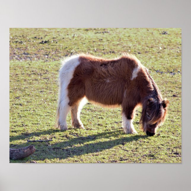 Mini Horses Poster (Devant)
