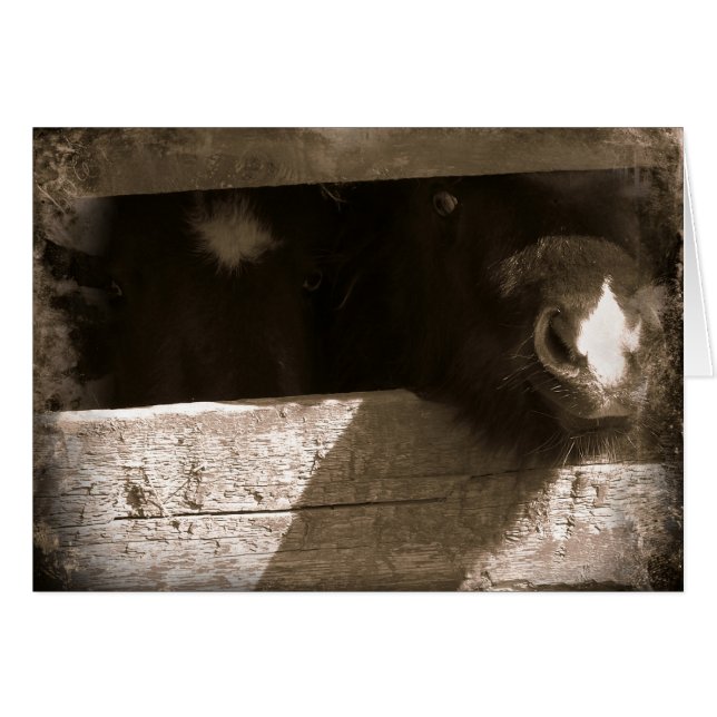 Mini nez sur la porte (Devant horizontal)