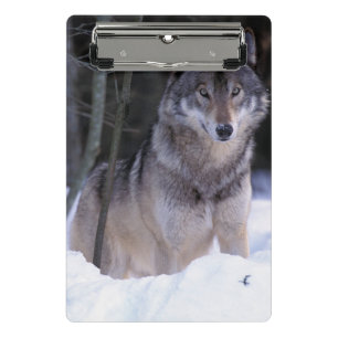 Mini Porte-bloc Amérique du Nord, Canada, Est du Canada, Loup gris