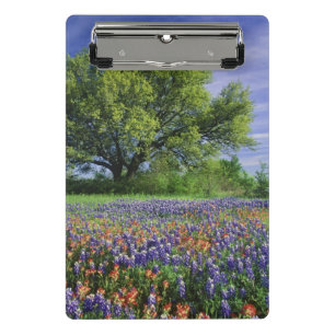 Mini Porte-bloc Chêne vivant & Pinceau de Texas, et Texas