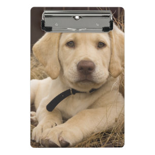 Mini Porte-bloc chiot Labrador Retriever