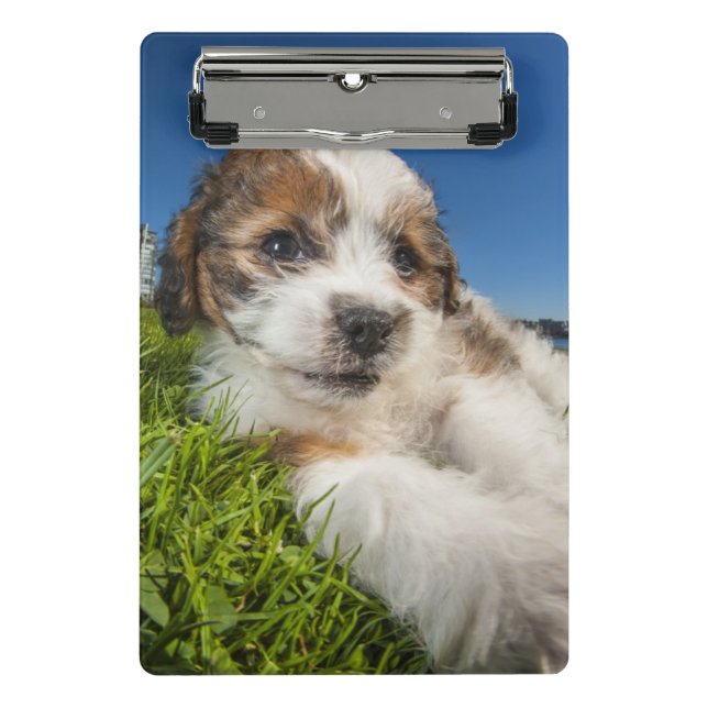 Mini Porte-bloc Chiot mignon (Shitzu) (Devant)