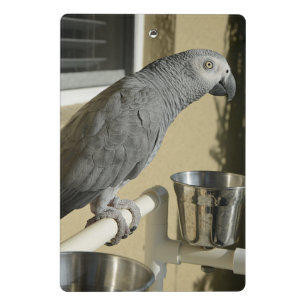 Mini Porte-bloc Congo : Le perroquet gris africain sur pied