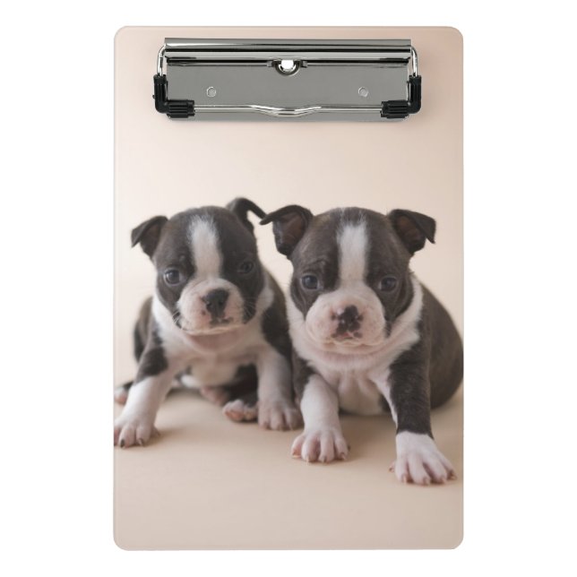 Mini Porte-bloc Deux chiots de Boston Terrier (Devant)
