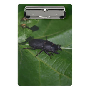 Mini Porte-bloc Dorcus parallelipipedus, le moindre dendroctone du